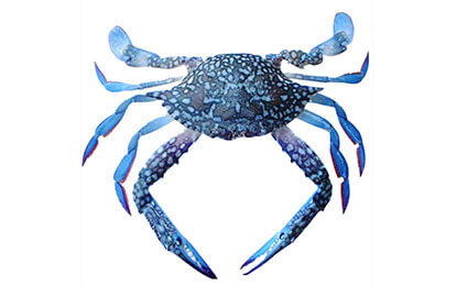 Blue Swimming Crab / سلطعون أزرق- سرطان أزرق ( from Oman) - Image 3