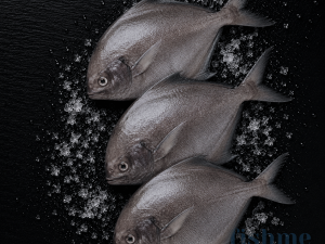 Black Pomfret  (Medium) (300g+)