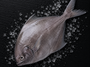 Black Pomfret الزبيدي  (500g+)