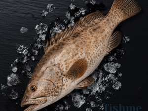 Hamoor  / grouper local fish (Reef Cod)