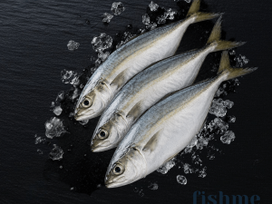 Mackerel  / Ayala (Large) (8+count/kg)