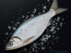 Marine Milk Fish / السلماني / Poomeen (Large) (1kg+)