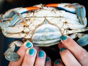 Blue Swimming Crab / سلطعون أزرق- سرطان أزرق ( from Oman)