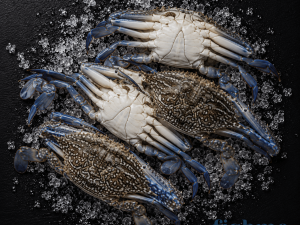 Blue Swimming Crab (Female) – Arabian Waters