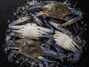 Blue Swimming Crab (Mix) – Arabian Waters
