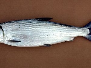 Marine Milk Fish / السلماني / Poomeen (Large) (1kg+)