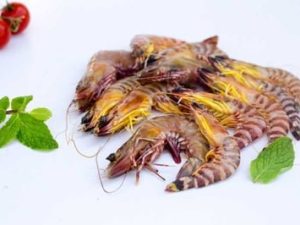 Flower Tiger Shrimp / روبيان النمر