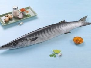 Barracuda / الجد / Cheelavu (Large) (5kg+)