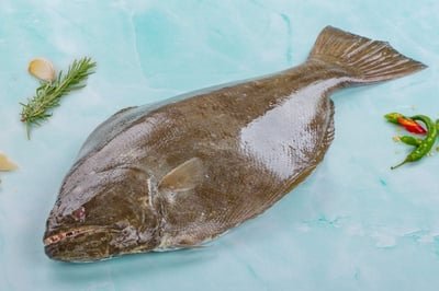 Halibut / سمك هلبوت / Ayiram Palli (3kg+)