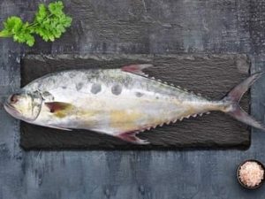 Queen Fish / سمك البسار / Leather Skin Fish (2kg+)