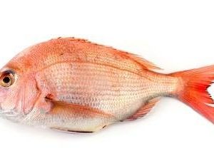 Red Sea Bream / Koffer (200g+)