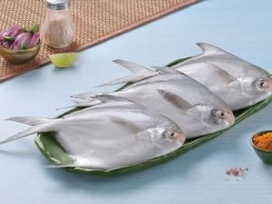 Silver Pomfret / الزبيدي - صغير الحجم / Avoli (60g to 90g) (80g+)