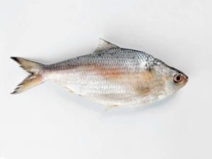 Thorny Herring / Thodi (150g+)