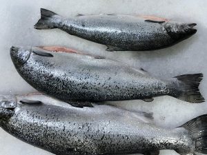 Salmon whole 3-4 (Origin Norway) price mention for whole raw fish one fish cost 250aed