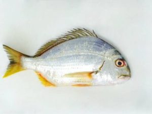 White Emperor / شعري / White Sheri (150g+)