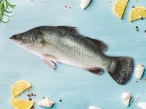 Bhetki / قاروص - بارموندي / Barramundi / Asian Seabass / Kalanji