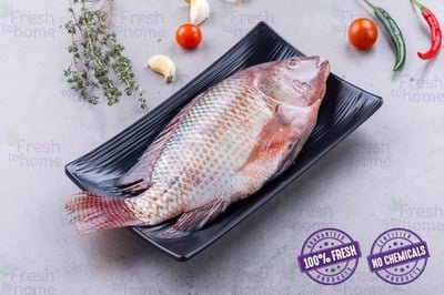 Tilapia / بلطى