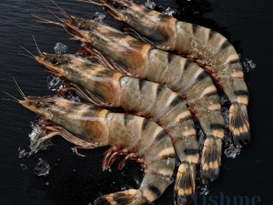 Red Tiger Shrimp – Extra Large Size 10-15 (Oman Origin)