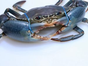 Live Mud crab (400g+ per piece per kg) ( origin Pakistan)