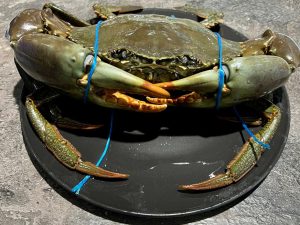 Live mud crad (800 grams+ per piece size per kg) ( origin Pakistan)