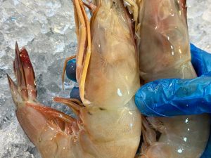 Sea white prawns large ( 15-20 piece per kg) Origin Oman
