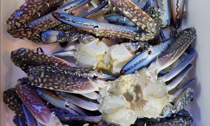 Blue Swimming Crab / سلطعون أزرق- سرطان أزرق ( from Oman) - Image 2