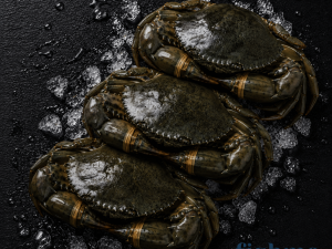 Live Mud Crab – Medium (300–450g Each) | Wild Caught from Pakistan