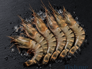 Red Tiger Shrimp – Large Size (Oman Origin)