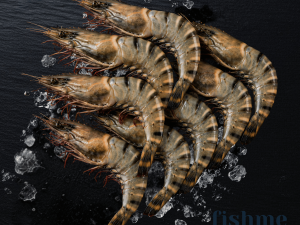 Red Tiger Shrimp – Medium Size (Oman Origin)